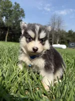 Blue, a male Pomsky for sale in Norfolk, NE – 5 of 10