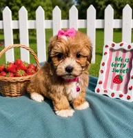 Gemma, a female Havanese for sale in Norfolk, NE – 2 of 8