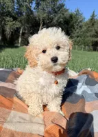 Ty, a male Maltipoo and Shih Tzu for sale in Norfolk, NE – 9 of 9