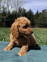 Black , a male Miniature Goldendoodle for sale in Norfolk, NE – Photo 3 of 4