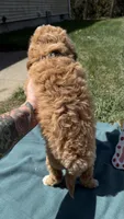 Black , a male Miniature Goldendoodle for sale in Norfolk, NE – Photo 4 of 4