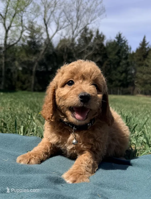 Black  – Miniature Goldendoodle puppy for sale in Norfolk, NE