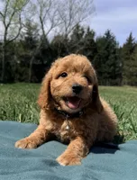 Black , a male Miniature Goldendoodle for sale in Norfolk, NE – Photo 1 of 4