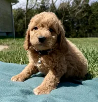 Black , a male Miniature Goldendoodle for sale in Norfolk, NE – Photo 2 of 4