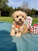 Teddy, a male Havanese for sale in Norfolk, NE – 4 of 7