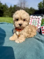 Teddy, a male Havanese for sale in Norfolk, NE – 6 of 7