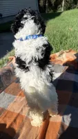Cam, a male Maltipoo and Shih Tzu for sale in Norfolk, NE – 3 of 7