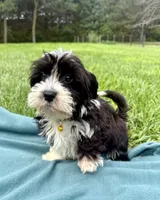 Thomas, a male Havanese for sale in Norfolk, NE – 4 of 6