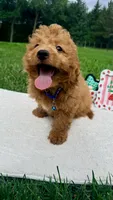 Micromini Hudson , a male Goldendoodle for sale in Norfolk, NE – 5 of 5