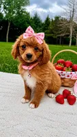 Georgia , a female Miniature Goldendoodle for sale in Norfolk, NE – 1 of 4