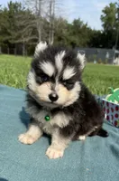West, a male Pomsky for sale in Norfolk, NE – 2 of 10