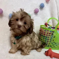 Chip, a male Havanese and Shih Tzu for sale in Norfolk, NE – Photo 2 of 4