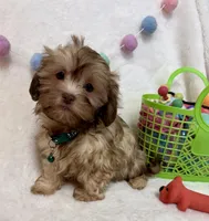 Chip, a male Havanese and Shih Tzu for sale in Norfolk, NE – Photo 2 of 4