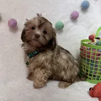 Chip, a male Havanese and Shih Tzu for sale in Norfolk, NE – Photo 3 of 4