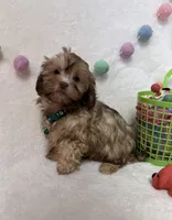 Chip, a male Havanese and Shih Tzu for sale in Norfolk, NE – Photo 3 of 4