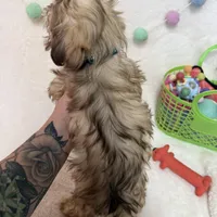 Chip, a male Havanese and Shih Tzu for sale in Norfolk, NE – Photo 4 of 4