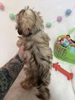 Chip, a male Havanese and Shih Tzu for sale in Norfolk, NE – Photo 4 of 4