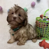 Chip, a male Havanese and Shih Tzu for sale in Norfolk, NE – Photo 1 of 4