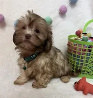 Chip, a male Havanese and Shih Tzu for sale in Norfolk, NE – Photo 1 of 4