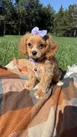 Lottie, a female Cavapoo for sale in Norfolk, NE – 9 of 10