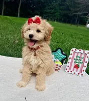 Micromini Holly, a female Goldendoodle for sale in Norfolk, NE – 2 of 6