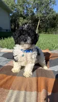 Cam, a male Maltipoo and Shih Tzu for sale in Norfolk, NE – 7 of 7