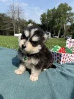 West, a male Pomsky for sale in Norfolk, NE – 8 of 10