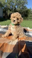 Finley, a male Maltipoo and Shih Tzu for sale in Norfolk, NE – 4 of 4