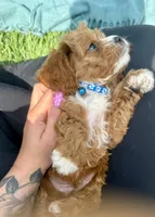 Mac, a male Cavapoo for sale in Norfolk, NE – 7 of 8