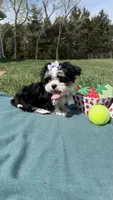 Jazz, a female Maltese and Havamalt for sale in Norfolk, NE – 8 of 8