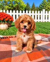 Finn, a male Cavapoo for sale in Norfolk, NE – 3 of 8