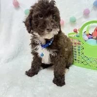 Theo , a male Poodle - Toy  for sale in Norfolk, NE – Photo 5 of 5