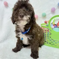 Theo , a male Poodle - Toy  for sale in Norfolk, NE – Photo 3 of 5