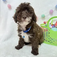 Theo , a male Poodle - Toy  for sale in Norfolk, NE – Photo 1 of 5