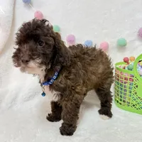 Theo , a male Poodle - Toy  for sale in Norfolk, NE – Photo 2 of 5