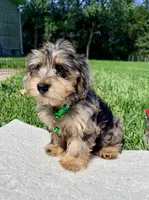 Jaxs, a male Yorkshire Terrier and Poodle - Toy  for sale in Norfolk, NE – 3 of 4