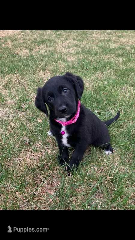 EmiLee – Labrador Retriever, Miniature Goldendoodle puppy for sale in Norfolk, NE