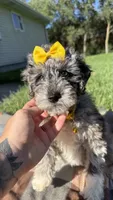 Stella, a female Maltipoo and Shih Tzu for sale in Norfolk, NE – 3 of 10