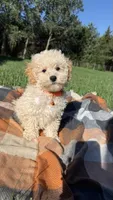 Ty, a male Maltipoo and Shih Tzu for sale in Norfolk, NE – 6 of 9