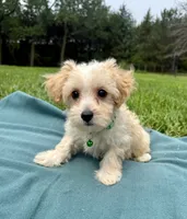 Draake, a male Maltipoo for sale in Norfolk, NE – 2 of 7