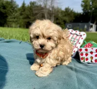 Teddy, a male Havanese for sale in Norfolk, NE – 2 of 7