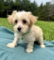 Draake, a male Maltipoo for sale in Norfolk, NE – 4 of 7