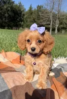 Lottie, a female Cavapoo for sale in Norfolk, NE – 3 of 10