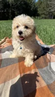 Tuck, a male Havapoo for sale in Norfolk, NE – 5 of 6