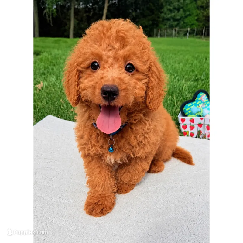 Micromini Hudson  – Goldendoodle puppy for sale in Norfolk, NE