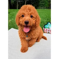 Micromini Hudson , a male Goldendoodle for sale in Norfolk, NE – 1 of 5