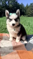 GiGi, a female Pomsky for sale in Norfolk, NE – 6 of 8