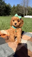 Maggie, a female Cavapoo for sale in Norfolk, NE – 7 of 9