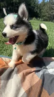 GiGi, a female Pomsky for sale in Norfolk, NE – 7 of 8