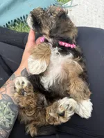 Addie , a female Havanese for sale in Norfolk, NE – 4 of 9